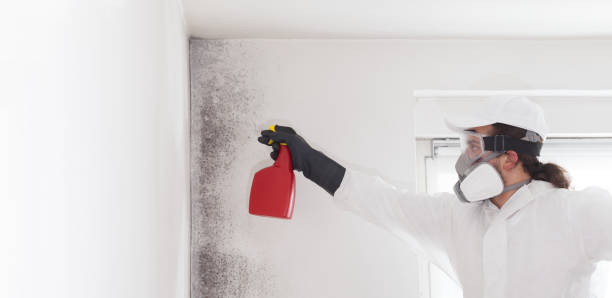 Best Office Mold Removal Services  in Houston, MO