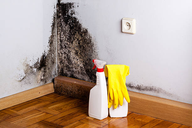 Best Commercial Mold Removal  in Houston, MO