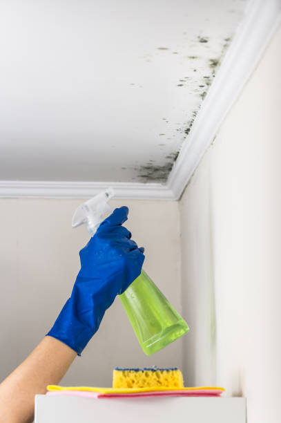 Best Residential Mold Removal  in Houston, MO